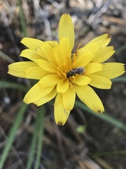 Microseris howellii