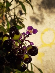 Dichorisandra thyrsiflora