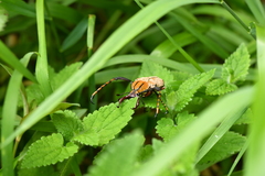 Dicronocephalus bowringi