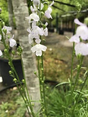 Nuttallanthus texanus