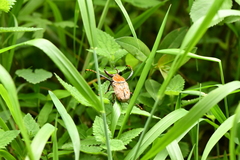 Dicronocephalus bowringi
