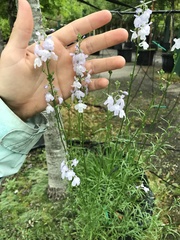 Nuttallanthus texanus