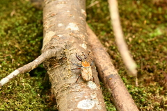 Dicronocephalus bowringi