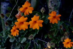 Thunbergia gregorii
