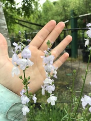 Nuttallanthus texanus