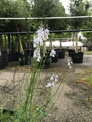 Nuttallanthus texanus