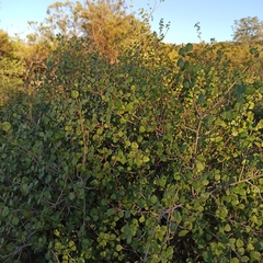Rhus aromatica simplicifolia