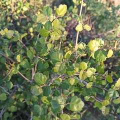 Rhus aromatica simplicifolia