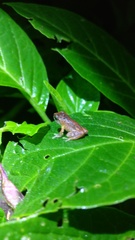 Raorchestes