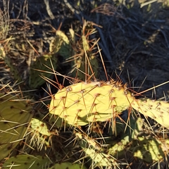 Opuntia mojavensis