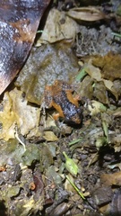 Raorchestes