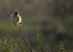 Cisticola juncidis