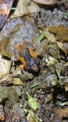 Raorchestes