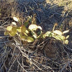 Opuntia mojavensis