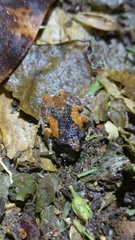 Raorchestes