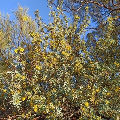 Berberis higginsiae