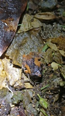 Raorchestes