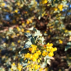 Berberis higginsiae