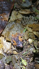 Raorchestes