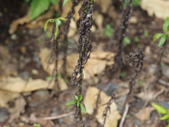 Eusynthemis aurolineata