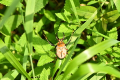 Dicronocephalus bowringi
