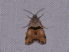 Cobubatha lixiva