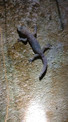 Kodaikanal Dravidogecko, Dravidogecko tholpalli