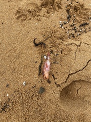 Epinephelidae