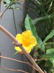 Allamanda schottii