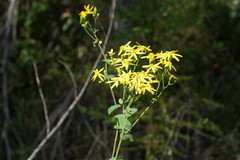 Senecio velleioides