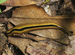 Australopacifica regina