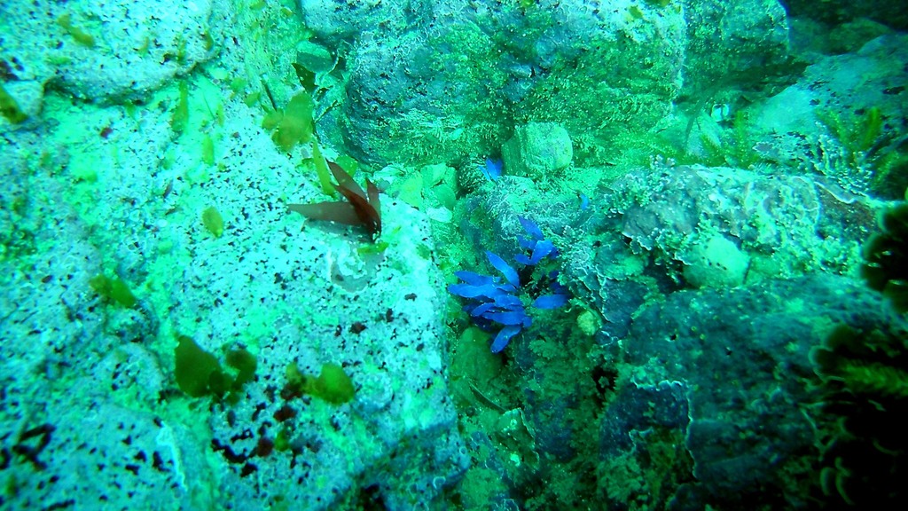 Psaromenia