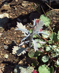 Streptanthus barbiger