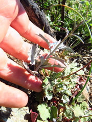 Streptanthus barbiger