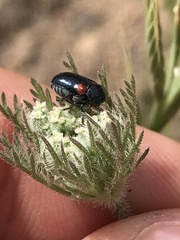 Saxinis saucia