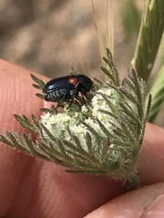 Saxinis saucia