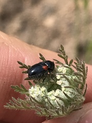 Saxinis saucia