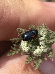 Saxinis saucia