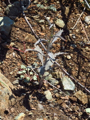 Streptanthus barbiger