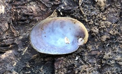 Schizoglossa