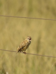Cisticola aridulus
