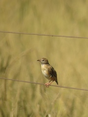 Cisticola aridulus
