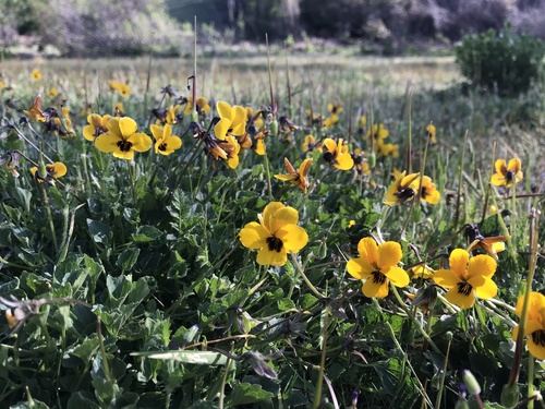 iNaturalist observation photo of California Golden Violet