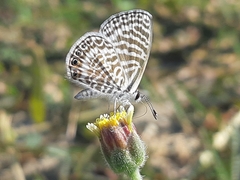 Leptotes delalande