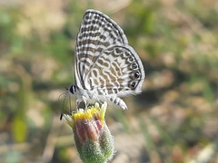 Leptotes delalande