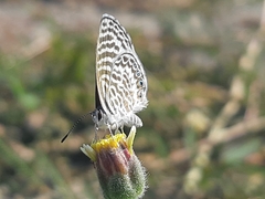 Leptotes delalande
