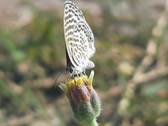 Leptotes delalande
