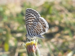 Leptotes delalande
