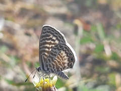 Leptotes delalande