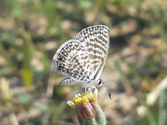 Leptotes delalande